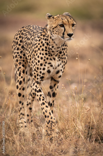 Cheetah walks through long grass lifting paw