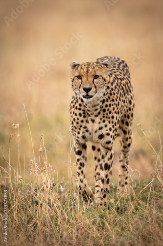 Cheetah walks through long grass towards camera