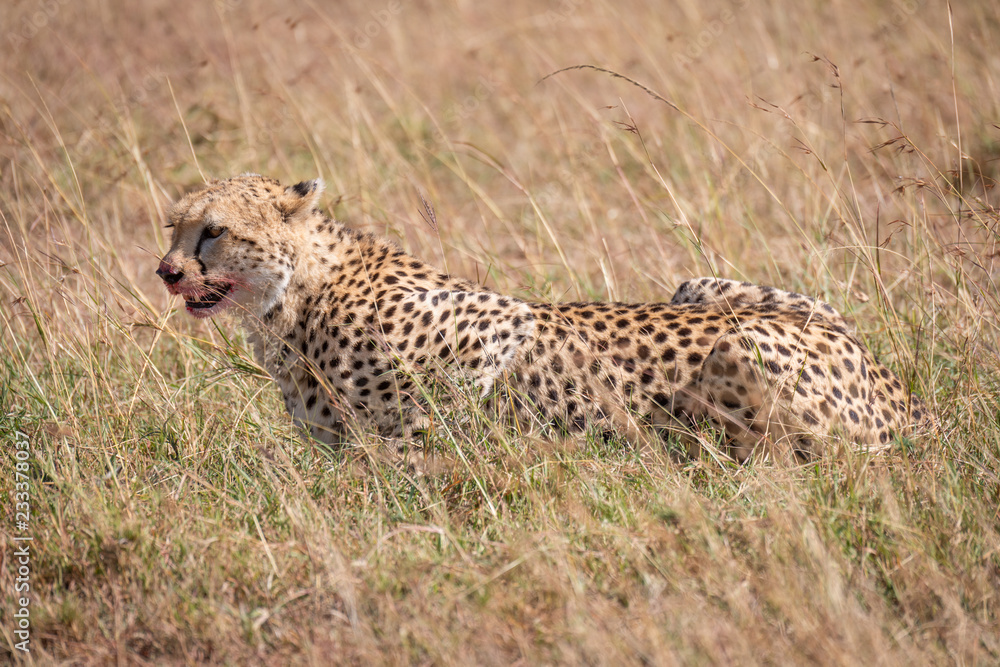Cheetah with bloody mouth lies in grass Cheetah with bloody mouth lies in grass