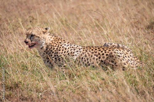 Cheetah with bloody mouth lies in grass