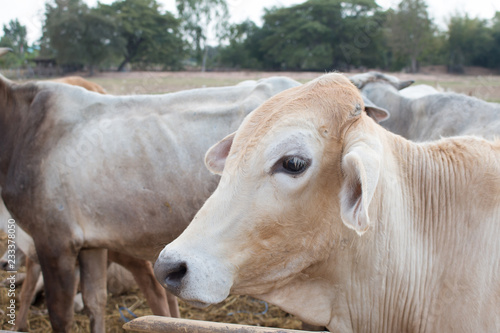 Closeup of Cows and field of dried grass