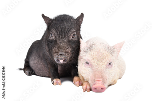 Two Vietnamese pigs together isolated on white background