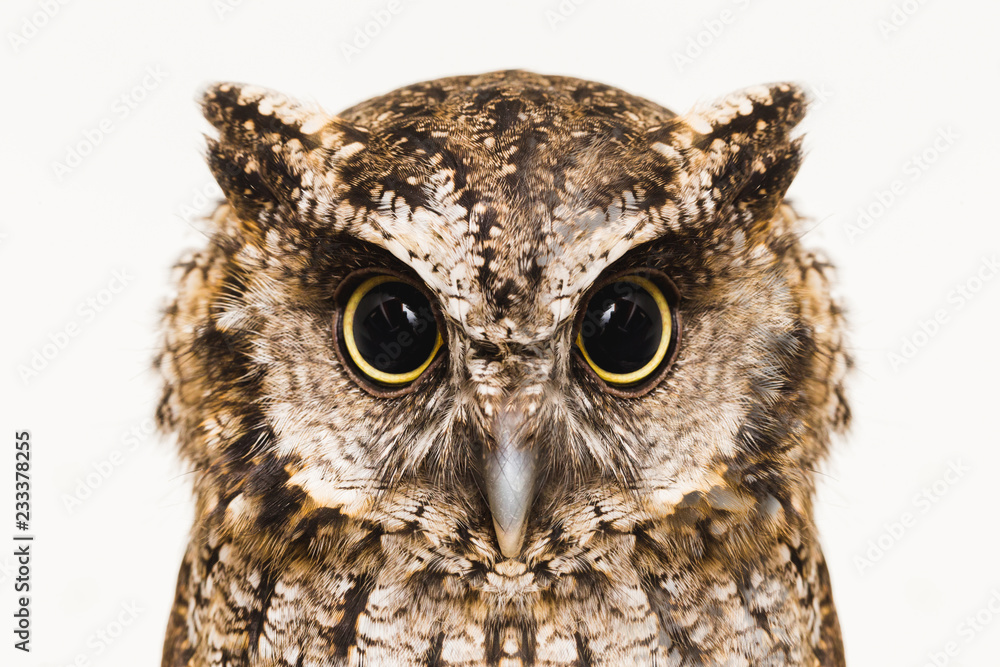 Owl face in high resolution, owl isolated. - obrazy, fototapety, plakaty 