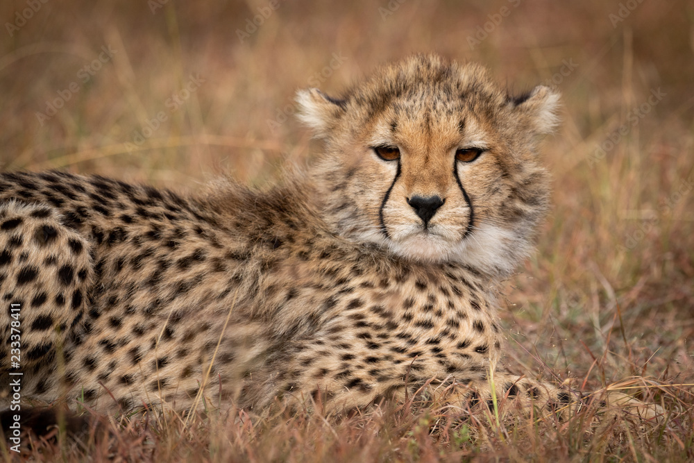 Close-up of cheetah cub lying in grass Close-up of cheetah cub lying in grass