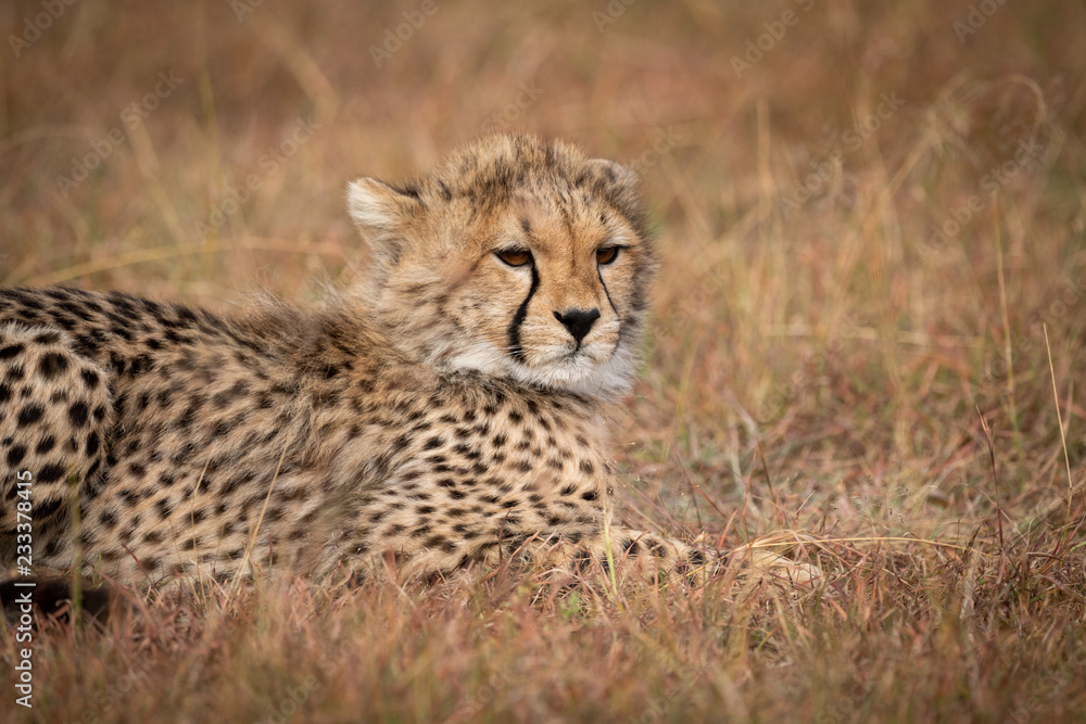 Close-up of cheetah cub lying on grass Close-up of cheetah cub lying on grass