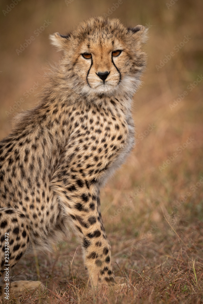 Close-up of cheetah cub sitting on savannah Close-up of cheetah cub sitting on savannah