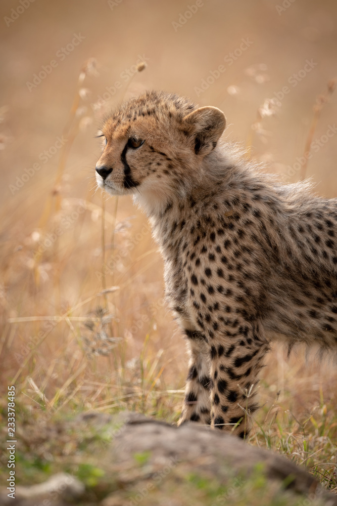 Obraz premium Close-up of cheetah cub standing behind rock