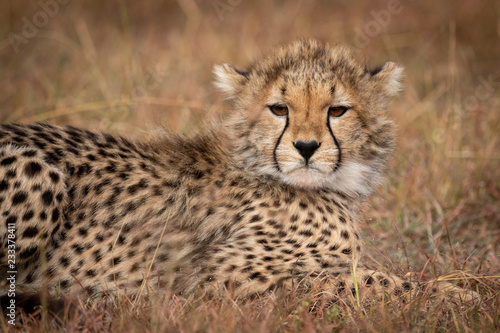 Close-up of cheetah cub lying in grass