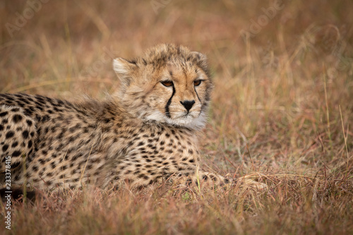Close-up of cheetah cub lying on grass