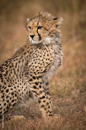 Close-up of cheetah cub sitting in grassland