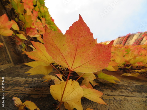 wild wine leaves on a wall in auumn photo