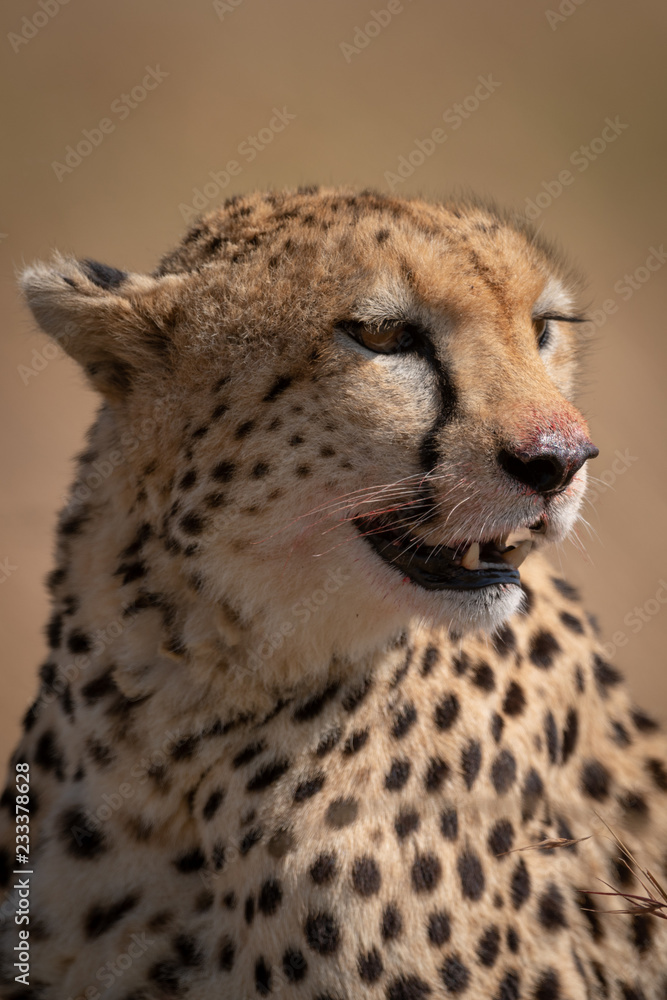 Close-up of cheetah head stained with blood Close-up of cheetah head stained with blood