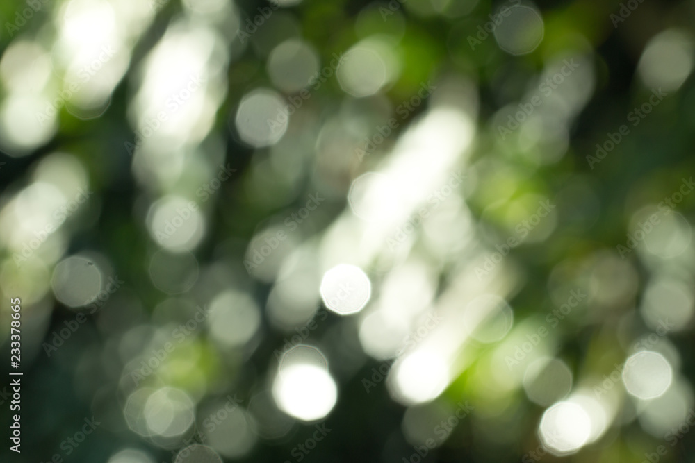Obraz premium Natural green gradient light and blurred effect image design for presentation background
