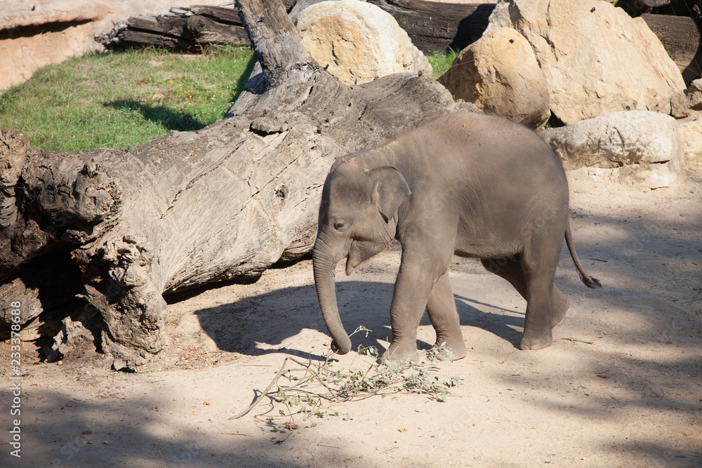 Fototapeta premium PRAGUE, CZECH REPUBLIC - OCTOBER 10, 2018: Elephants in the Prague Zoo.
