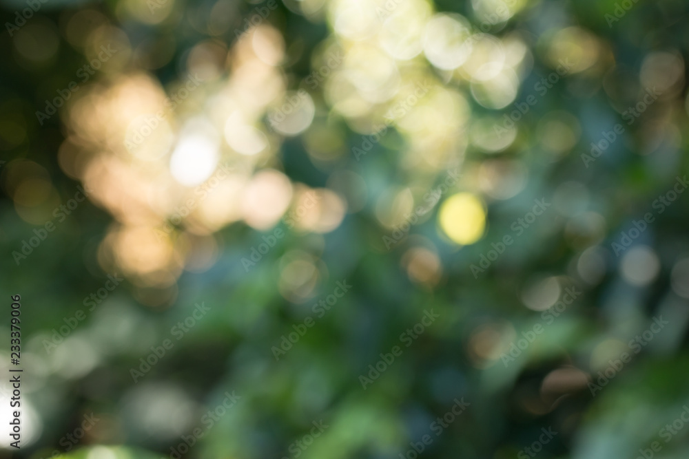 Obraz premium Natural green gradient light and blurred effect image design for presentation background