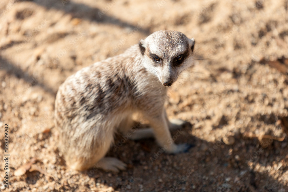 PRAGUE, CZECH REPUBLIC - OCTOBER 10, 2018: Meerkats in the Prague Zoo PRAGUE, CZECH REPUBLIC - OCTOBER 10, 2018: Meerkats in the Prague Zoo