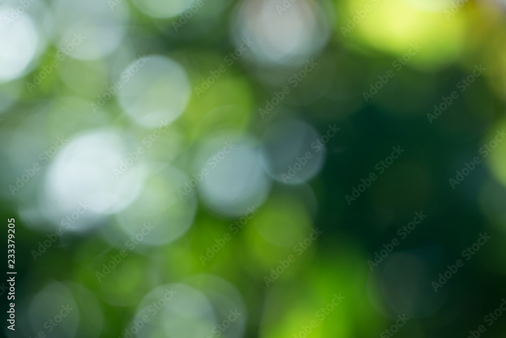 Obraz premium Natural green gradient light and blurred effect image design for presentation background