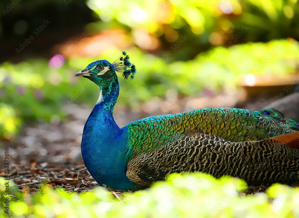 Obraz premium Profile of a colorful peacock sitting in a tropical garden in Florida.