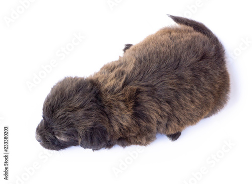 Closeup top view cute new born puppy black color isolated on white background, pet health care concept, selective focus