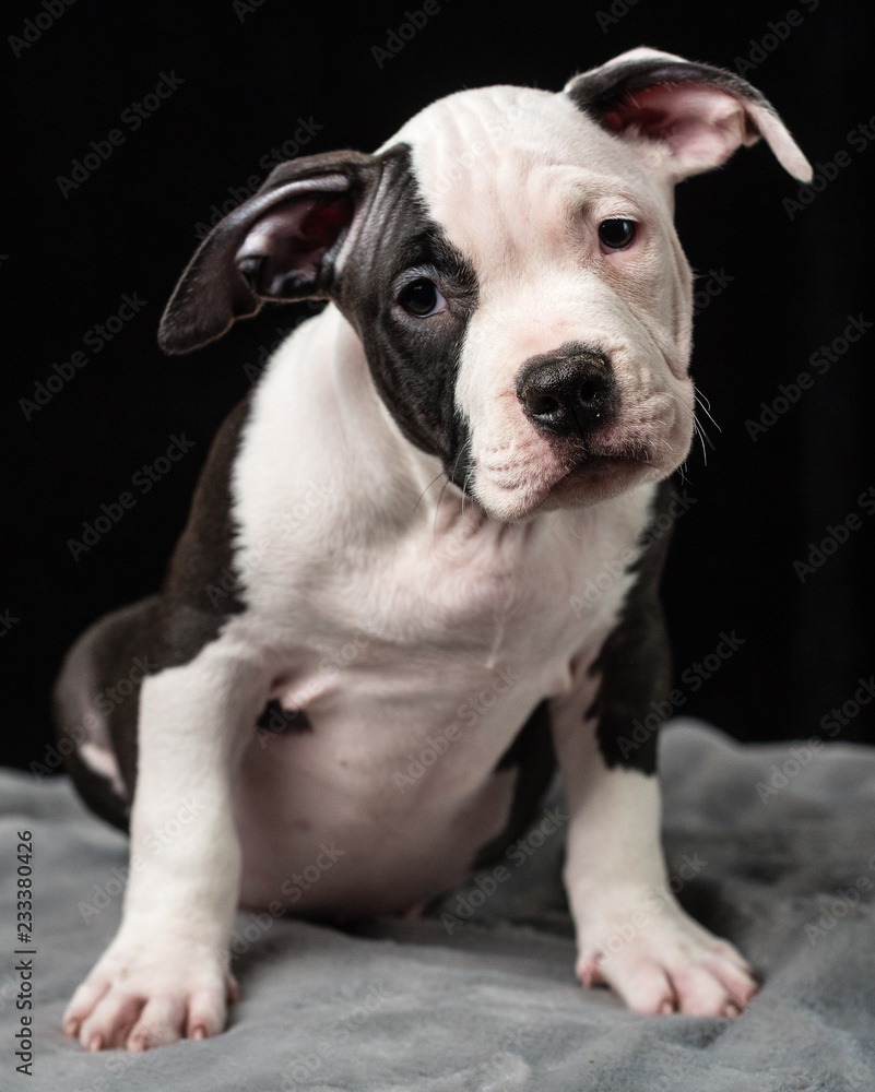 Puppy of American Bully breed on a black background Puppy of American Bully breed on a black background
