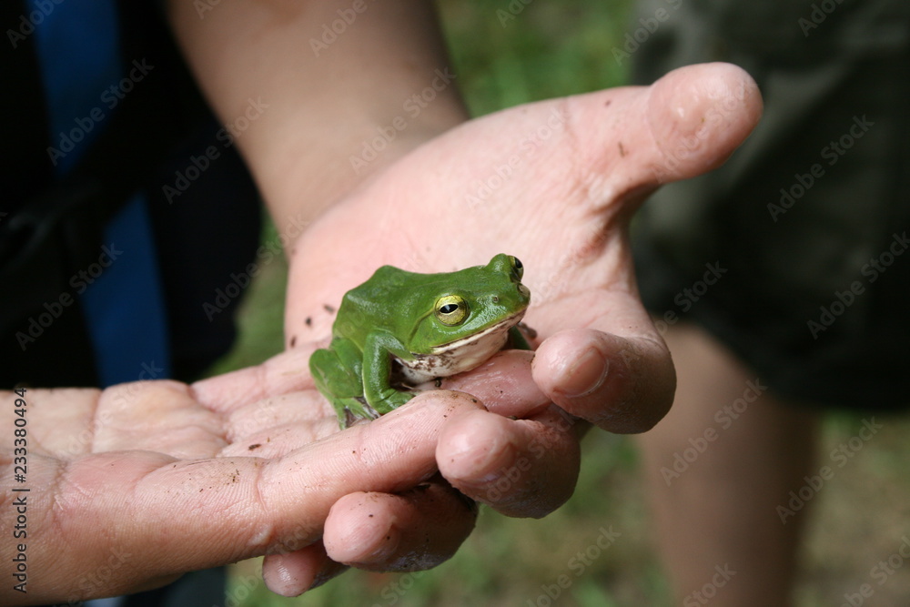 モリアオガエル モリアオガエル