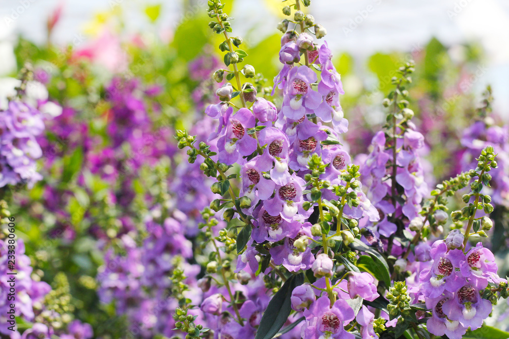 Fototapeta premium 薄紫色の花