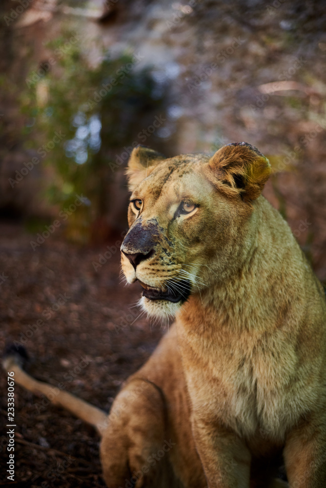 León (Panthera Leo) hembra sobre fondo natural León (Panthera Leo) hembra sobre fondo natural