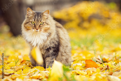 Foto portrait of a fluffy Siberian cat lying on the fallen yellow foliage, pet walkin