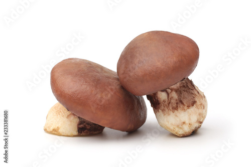 Suillus luteus mushrooms