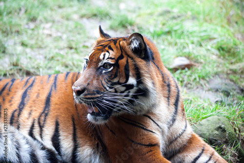 Muzzle Tiger closeup Tiger lying down and looking to the forest. Large fangs jaws large  bright coat color.