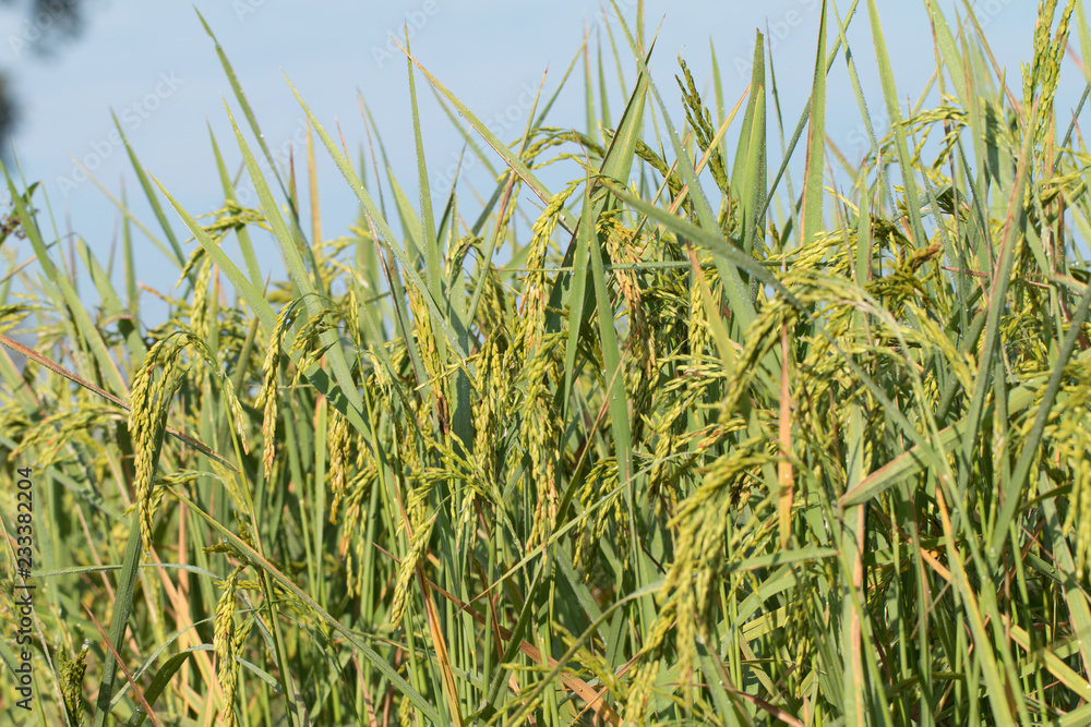 Fototapeta premium Paddy rice field