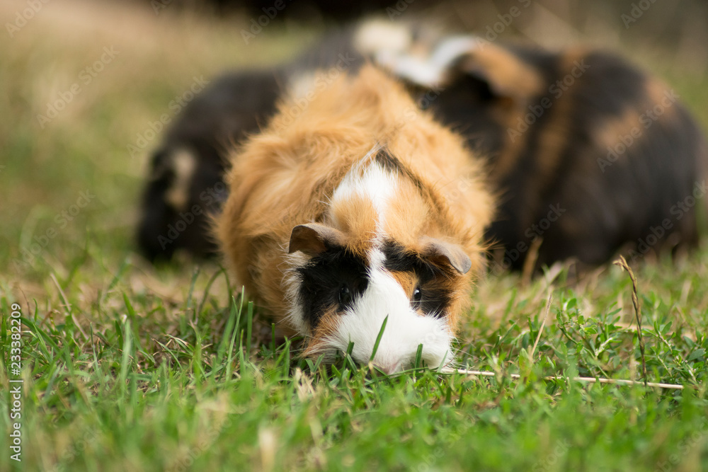 Grasendes Meerschweinchen Rudel Grasendes Meerschweinchen Rudel