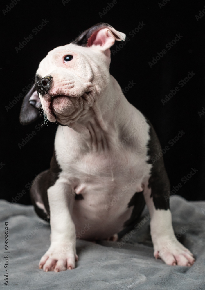 Puppy of American Bulli breed on a black background Puppy of American Bulli breed on a black background