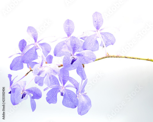 Fototapeta Naklejka Na Ścianę i Meble -  purple orchid (vanda sansai blue) isolated on white background