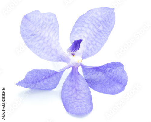 Close-up purple orchid (vanda sansai blue) isolated on white background photo