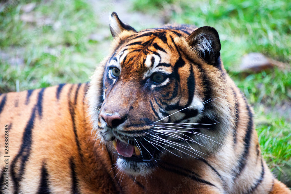 Fototapeta premium Muzzle Tiger closeup Tiger lying down and looking to the forest. Large fangs jaws large, bright coat color.