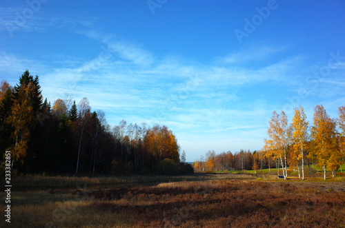 Nature of Sweden in autumn  Trees with yellow foliage in forest near Ivarbyn village along the Bruksleden hiking route