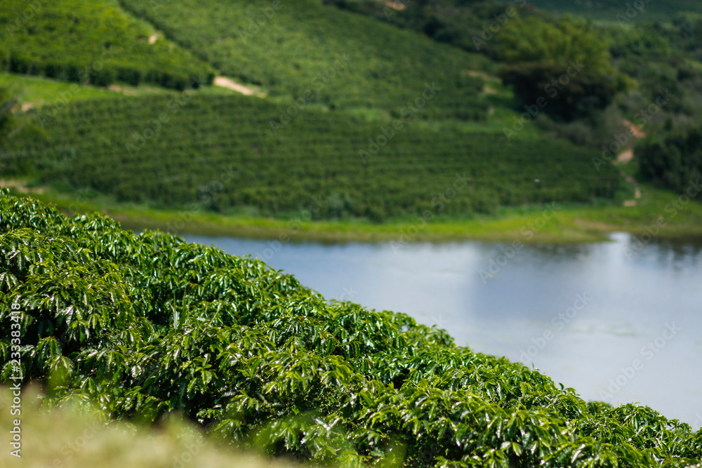 Farm coffee plantation in Brazil Farm coffee plantation in Brazil