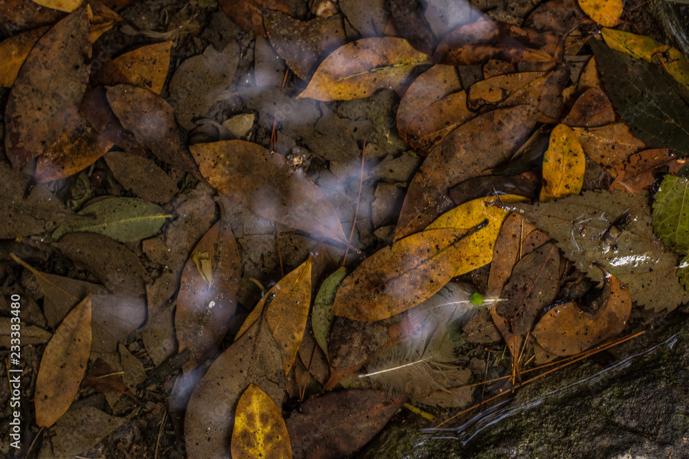 autumn season colorful yellow and brown wet leaves background texture wallpaper pattern autumn season colorful yellow and brown wet leaves background texture wallpaper pattern