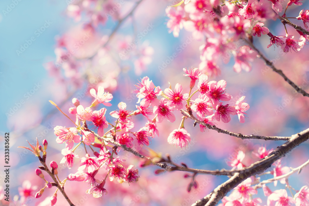 Soft focus Cherry Blossom or Sakura flower on nature background Soft focus Cherry Blossom or Sakura flower on nature background