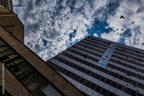 a flock of birds fly between tall buildings in the city against the background of a dramatic sky. many birds in the urban environment.
