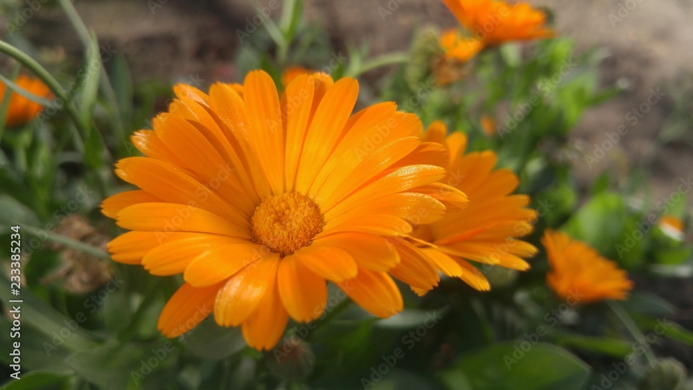 Yellow flowers in the garden. Marigold on a summer day. Yellow flowers in the garden. Marigold on a summer day.
