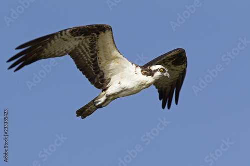 A western osprey  Pandion haliaetus  flying and hunting in the sky. soaring and hunting for fish along the coast.