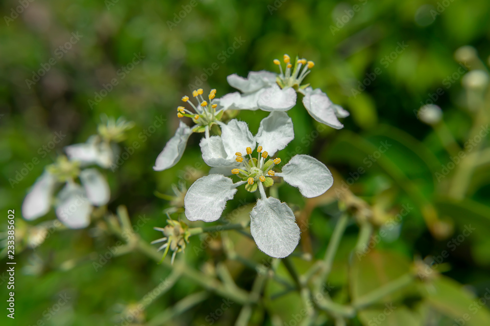 Fototapeta premium Wild flowers on limestone mountains