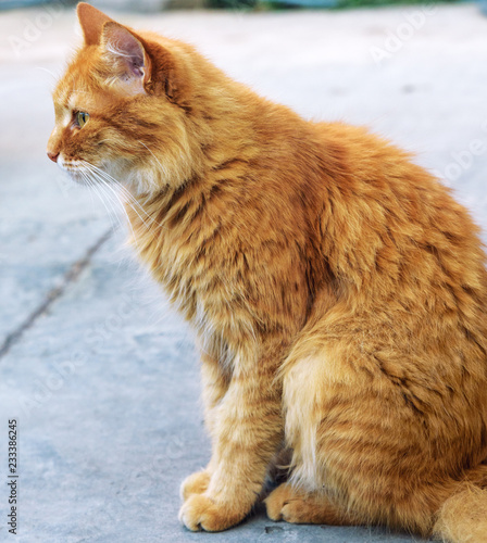 adult red fluffy cat sits on the street sideways © nndanko