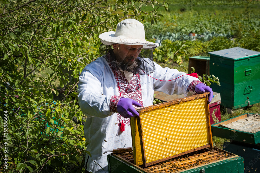 A man works in an apiary collecting bee honey A man works in an apiary collecting bee honey