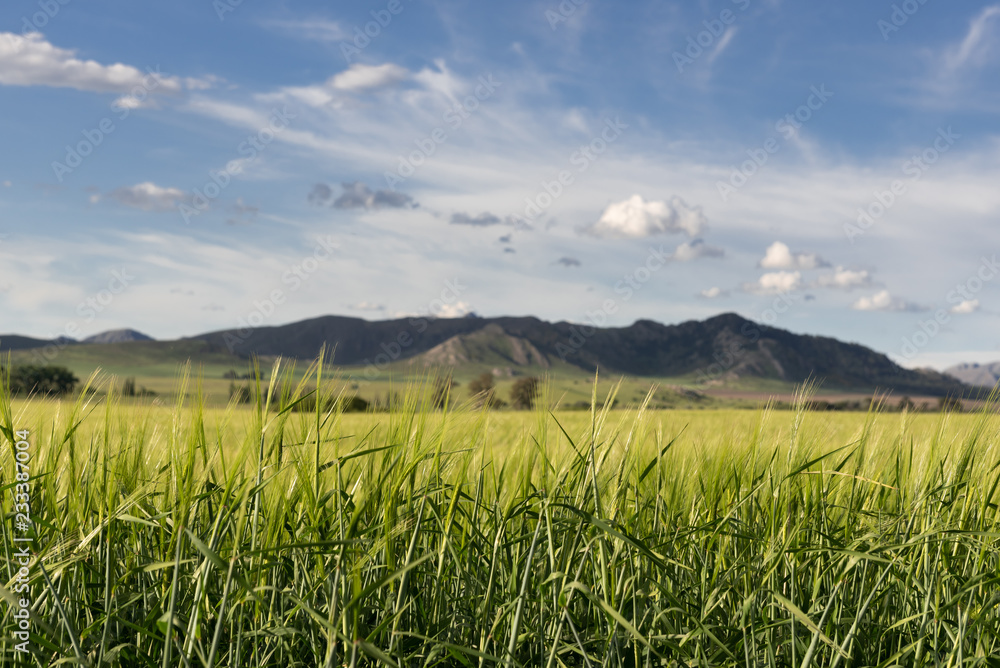 Obraz premium Wheat plantation and mountains in Argentina