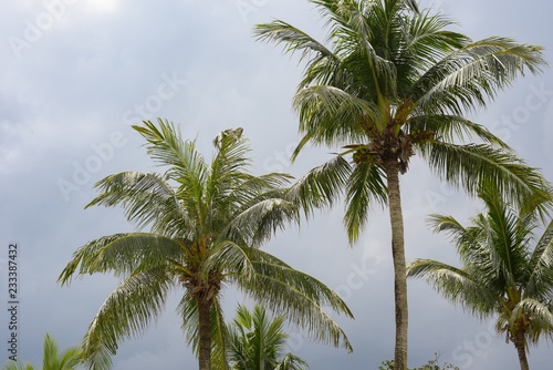 Palm trees against cloudy sky © SPINOKIM