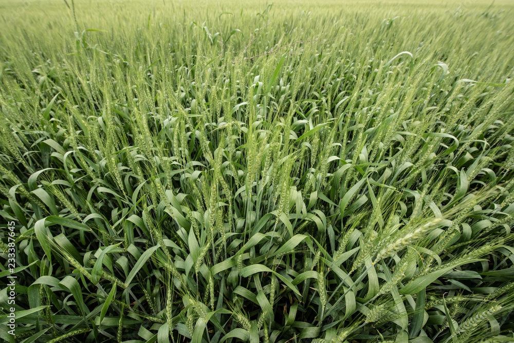 Fototapeta premium Wheat plantation in Argentina