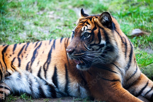 Muzzle Tiger closeup Tiger lying down and looking to the forest. Large fangs jaws large  bright coat color.